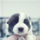 애기 강아지 반려견전문샵 | 대구강아지분양 전문샵에서 만난 건강한 반려견과의 첫 만남