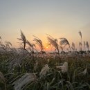 건지공원 내 (83번) | [공지] 2025 상암 하늘공원 억새축제 방문기 (솔직후기)