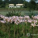 수목원수선 이미지