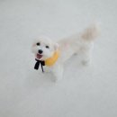 하이,포포 이미지