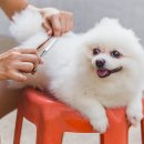 Dog&dog 이미지
