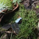 애니멀리움 이미지