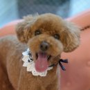 프로펫 애견 미용실 이미지