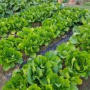 입동농장 이미지