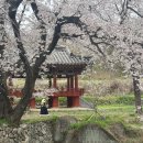 거창읍-22 | 인스타 핫플 임불마을 수양벚꽃 직접 다녀온 후기 🌸 (용원정/덕천서원 포함)