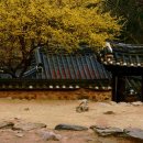 The 산수유 이미지