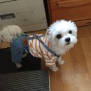 앙꼬네 미용실 이미지