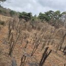 상순이네 하우스 이미지