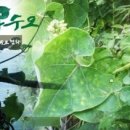 토종약초사랑