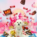 본애견미용실 이미지