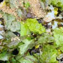 흥림식당 이미지