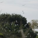 백로서식지 이미지