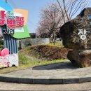 제5회 애월읍 왕벚꽃 축제 이미지 이미지