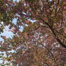 철쭉동산 주변경관조 | [전주 여행] 2026 완산칠봉 꽃동산 겹벚꽃 만개시기 &amp; 주차 팁, 한 사람의 정성이 일군 분홍빛 역사