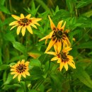 삼락생태공원 이미지