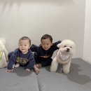 배때기네하우스 이미지