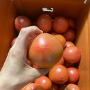 감천슈퍼 - 김천시 자산로 23 | 예천 석송 감천 돌토마토 내돈내산 후기