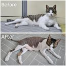 제주 이쁘냥 고양이미용실 이미지