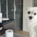 CU당진채운탑동점 | 강아지랑 함께한 1월 짧은 일상 기록