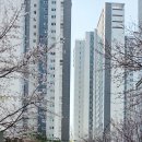 2동탄롯데탑공인중개사사무소 | 동탄 리베라 벚꽃길,신리천 벚꽃길,아주대학교 벚꽃길,기흥IC벚꽂길 다양한 꽃길을 걸어보아요