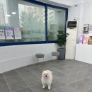 멍뭉이발소 이미지