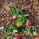 장미정원민박 이미지