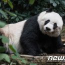 자자(佳佳) 이미지