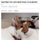 친구네 고양이 때문에 미칠것같다 고민좀 들어줘라.jpg 이미지