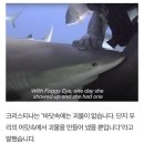 입속 낚싯바늘 빼준 여성에게 몰려든 상어 이미지