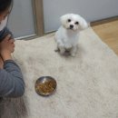 똑똑이네 Daum카페