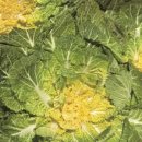 조은세상영농조합법인 이미지