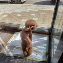 그루밍조이 이미지