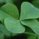 네잎클로버 이미지