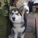 PETPLUS Daum카페