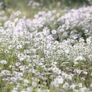 구절초로 이미지