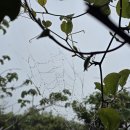 2026.05.12 가거도 금새우난초(동이나물님)🌿 이미지