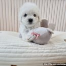 내가품은Dog