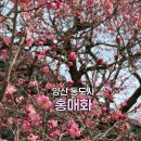 연못들2 | 양산 통도사 홍매화 실시간 개화! 자장매 주차 방문 후기 소원지/연못