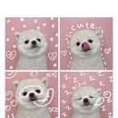 동아유치원 | [인천 부평] 픽드랍가능한 강아지유치원 샌드피피 내돈내산 1년 등하교 후기