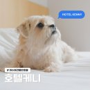 (주)호텔케니여수 | 호텔케니 여수 애견동반 주차 솔직후기