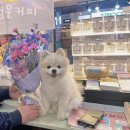 창원 중앙동 애견샵, 펫샵 행운커피 강아지 고양이 분양업체 후기로 확인하세요