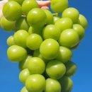 감골농장 이미지