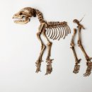 신라시대의 소형견(발바리의 조상?) 이미지