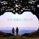 임천 가림성 느티나무 | 부여 숨은 힐링 스팟💚 성흥산 ‘사랑나무’ — 백제 흔적과 MZ세대 감성 한 컷에 담다!