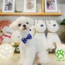 개스트 그루밍 이미지