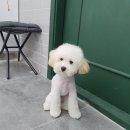 사개절 펫살롱 이미지