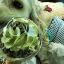 스타벅스 전남화순DT점 이미지