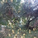 스위트드림빌 이미지