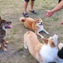 서촌동 댕번지 이미지