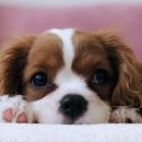 서울88동물의료원 이미지